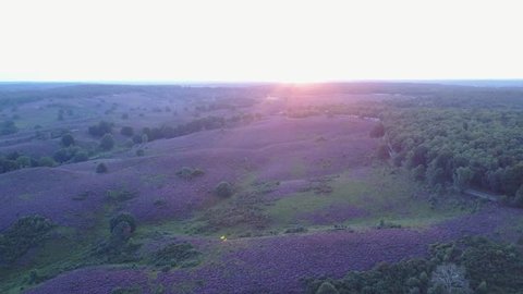 Aerial of purple heather in bloom at national park the Posbank Veluwe Netherlands - 4K