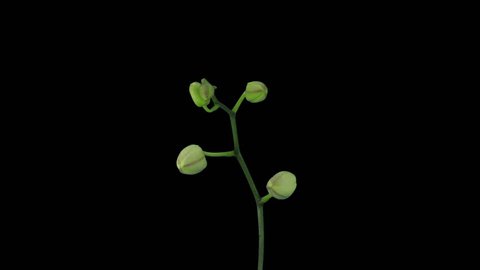 Time-lapse of opening white orchid 12a3 in RGB + ALPHA matte format isolated on black background

