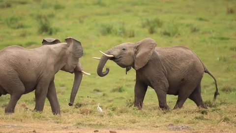 African elephants fighting