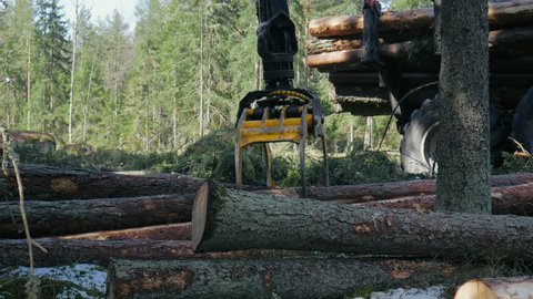 Logging truck loads trees. Forestry equipment. Logging machinery