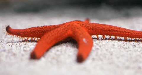 Starfish using tentacles to move around