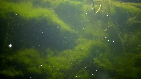 Green algae in a freshwater reservoir secret oxygen, air bubbles