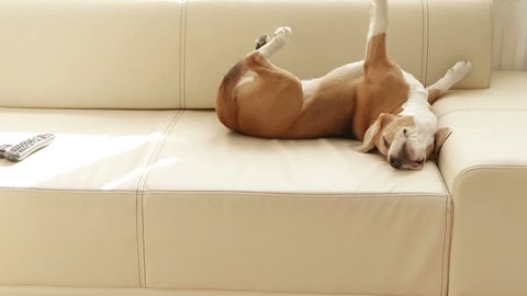 A very lazy relaxed beagle Lies down on a sofa for sleeping