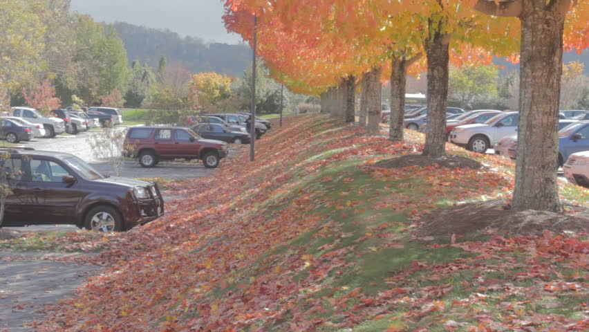 row of colorful fall maple trees on a windy day