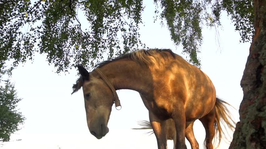A brown horse near a tree on a sunny day