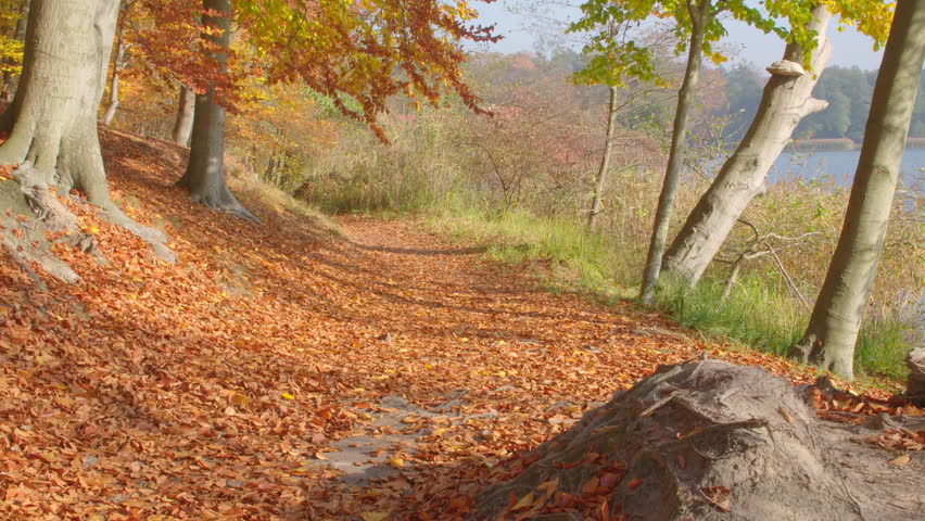 Panning shot to a depressed men sitting on a fallen timber above a lake.
The weather is great, its sunny and the forest is very colerfiul it is autumn.