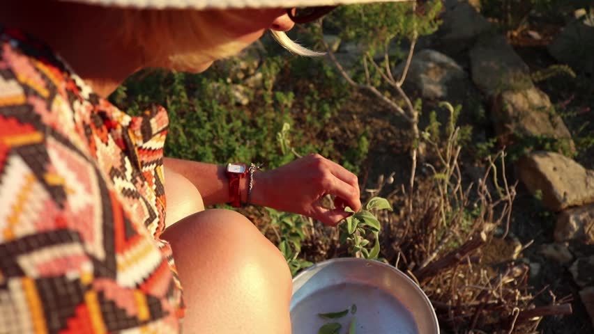 woman picking sage leaves into a silver tinplate