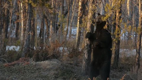 Black Bear standing scratching his back with branches