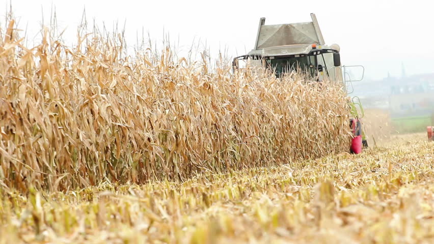 Machine harvesting field of corn (selective focus, cloudy day, city in the
