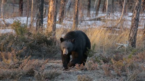 Black Bear walking and looking for food