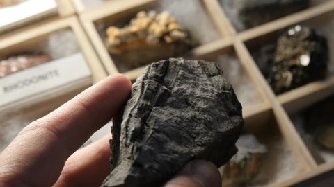 Glossopteris tree root Paleontologist studying fossil from prehistoric time