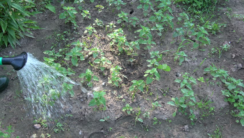 Gardener herbalist watering spraying youg lemon balm mint sprouts in garden