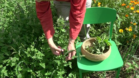 Gardener herbalist picking fresh medical lemon balm mint plants in summer