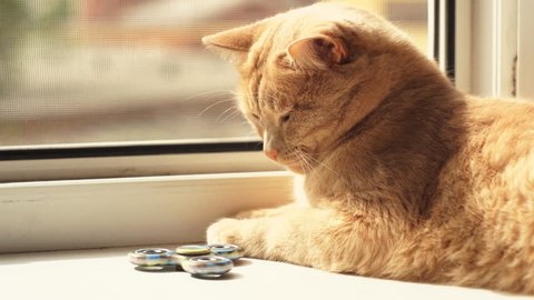 A red cat lays on the windowsill and watches rotating the fidget spinner, then the pet stops the toy with its paw.