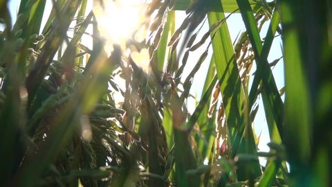 MACRO CLOSE UP, LOW ANGLE VIEW, DOF, LENS FLARE: Sun shining on beautiful ripe crop seeds on rice plant growing on lush green rice paddy field. Gorgeous rice ears, juicy blades and verdant leaves