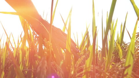 SLOW MOTION CLOSE UP, LENS FLARE: Female hand touching beautiful plants at gorgeous golden light sunrise. Woman caressing rice crops growing on organic farm in Asia. Rice leaves swaying at sunset