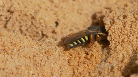 Little wasp (Crabronidae) digging burrow in sand