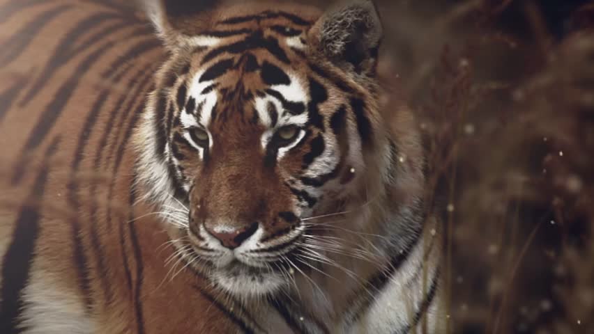 Tiger Yawning | Shutterstock HD Video #29987950