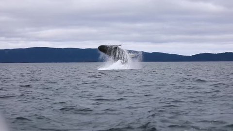Humpback Whale jumping in the beautiful nature of Alaska. Exclusive. Full HD quality. 50 fps = marvelous also in SLOW MOTION! Beauty of Alaska. Whale in ocean. 