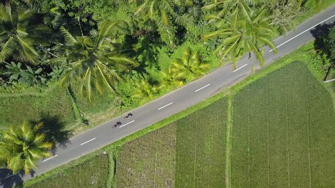 AERIAL, TOP DOWN: Two tourists riding motorbikes through lush green rice paddies in local Ubud town in Bali Island, Indonesia. Man and women riding scooters through lush countryside, exploring nature