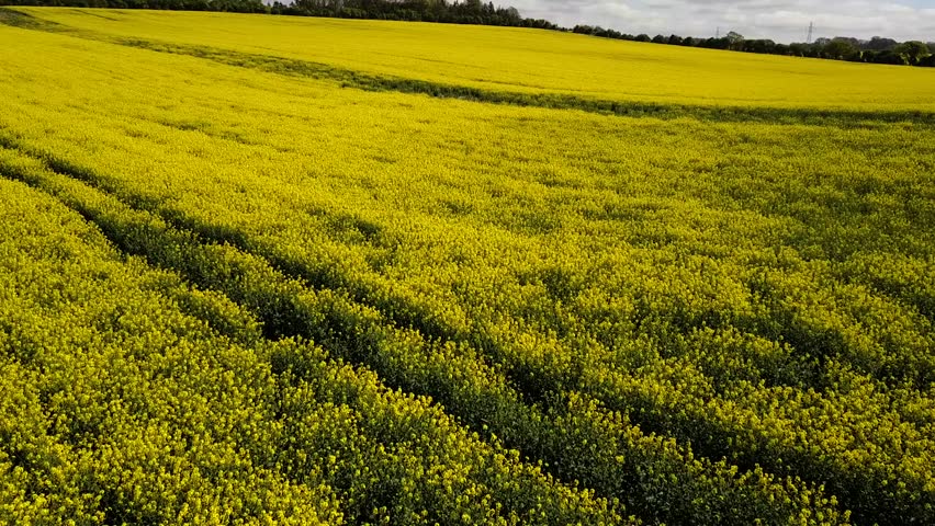 Rapeseed Fields by Drone (Looks Cool!)