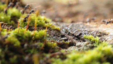 Close-up of Busy Ants Climbing on the Rough Tree Covered with moss.
