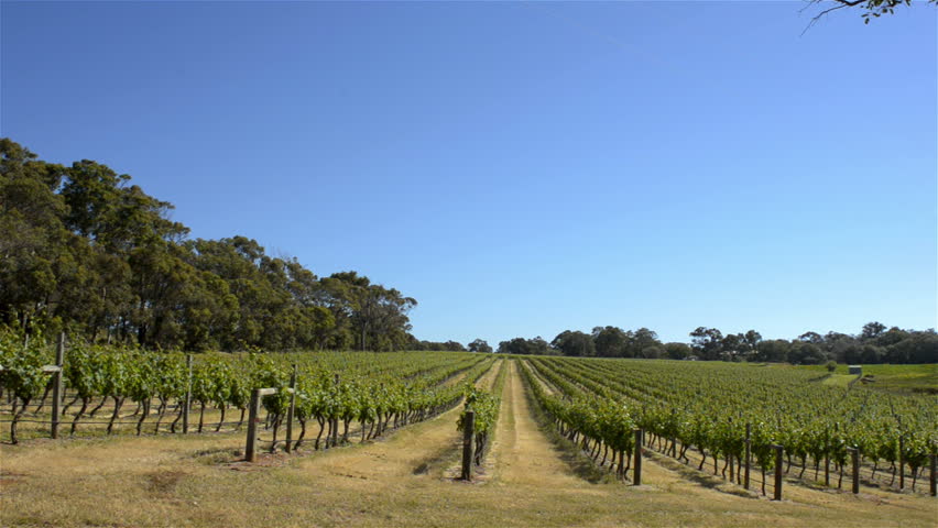 Rows of grapevines on a hill, in a winery in South West Western Australia,