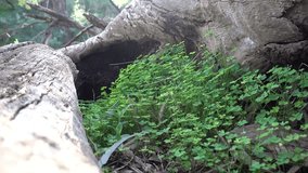 Green Lucky Clover Leaves Waving In Breeze. Dead Wood Natural Background.Video filmed in Melbourne, Australia. 2017.