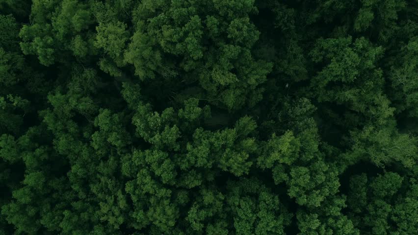 Mangrove Forest Green Leaf Tree Background Aerial Arkivvideomateriale 100 Royaltyfritt Shutterstock