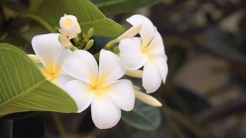 Close up of white frangipani flowers