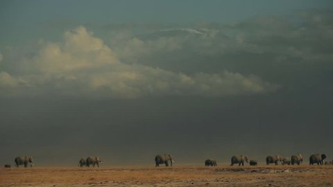 Herd of elephants walking in front of Kilimanjaro
