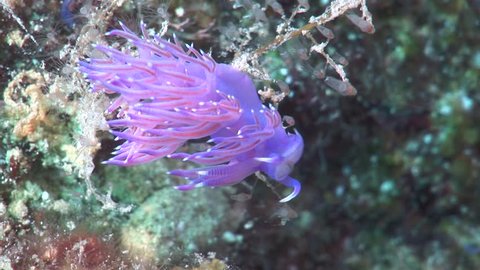 nudibranch flabellina underwater nudybranch slug on hidra colony underwater ocean scenery