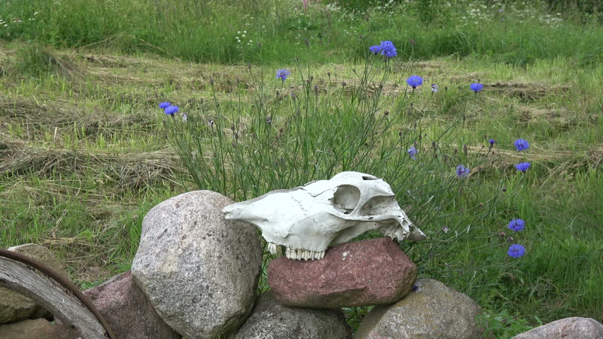 Horse skull cranium on stones in farm yard and cornflowers in wind