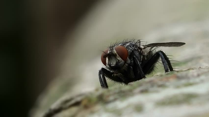 Fly the forest is big and hairy washes - macro. Insects flying in the forest. Animals summer nature.