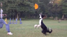 Trailer Girl dog handler, trains cheerful border collie on nature to catch frisbee and run between the posts