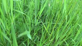 Green grass in summer field motion subjective camera shutting HD video footage