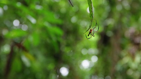 A macro shot of spider walking on a leaf