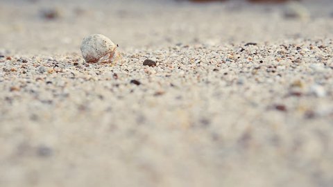 The mollusc crawls along the sand in the sea