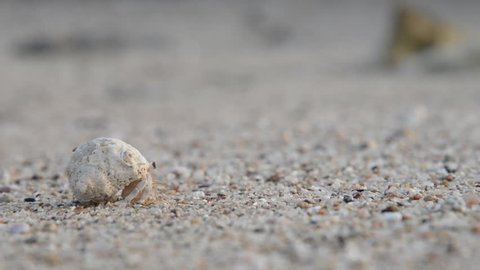 The mollusc crawls along the sand in the sea