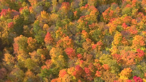 AERIAL LOWERING: Flying above a stunning colorful treetops with turning leaves on sunny day. Beautiful autumn trees in yellow, orange and red forest on sunny autumn day. Fall foliage in autumn forest
