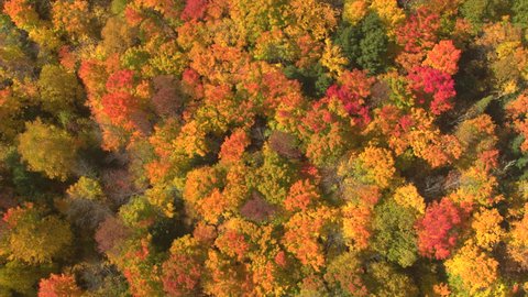 Стоковое видео: AERIAL TOP DOWN: Flying above a stunning colorful treetops with turning leaves on sunny day. Beautiful autumn trees in yellow, orange and red forest on sunny autumn day. Fall foliage in autumn forest