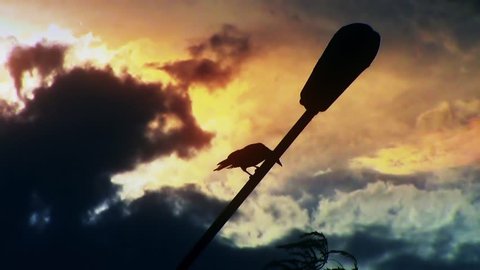 crow raven silhuette sitting on lamppost at sunset \ new quality unique nature animal video footage