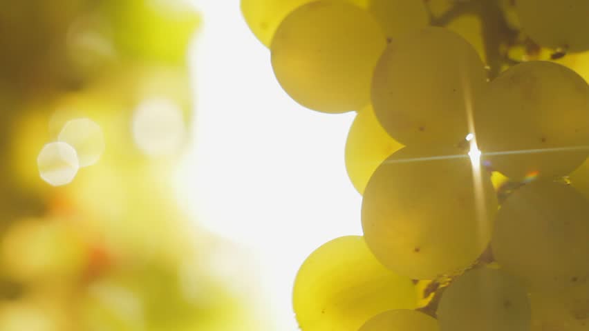 Closeup of green grapes on a vine on a sunny day