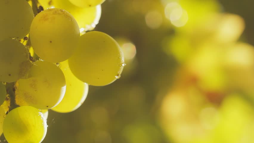 Closeup of green grapes on a vine on a sunny day