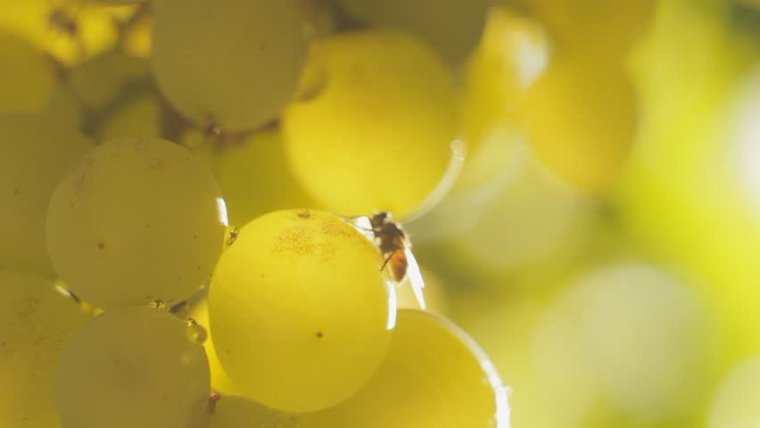 Closeup of a fly sits on a green grapes on a vine on a sunny day