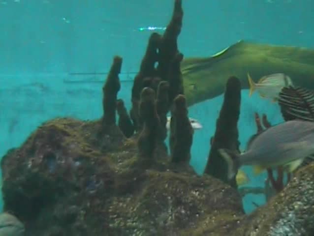 Green Spotted Eel