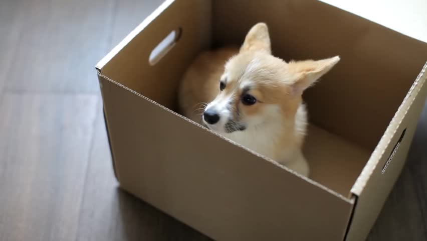 corgi subscription box