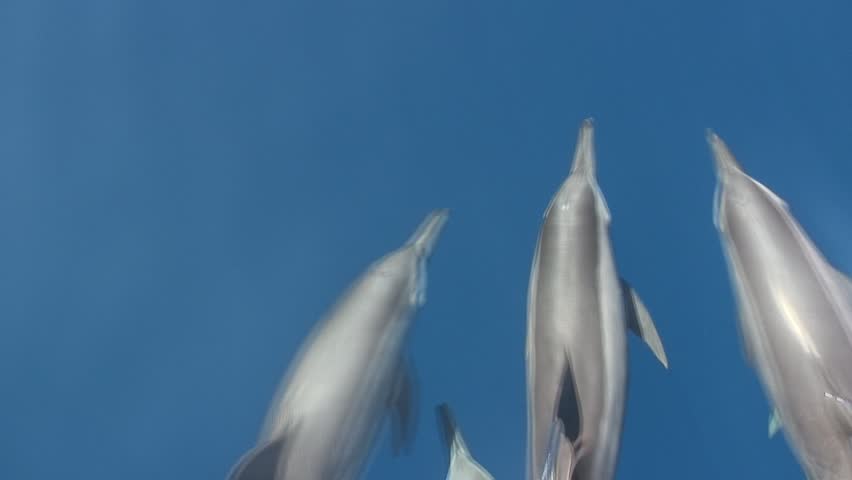 Dolphins Royalty-Free Stock Footage #3004081