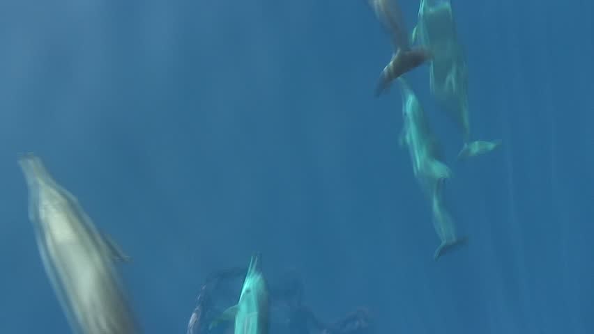 Dolphins Royalty-Free Stock Footage #3004093