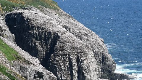 Bird Covered Cliffs of Cape St. Mary's Ecological Reserve 